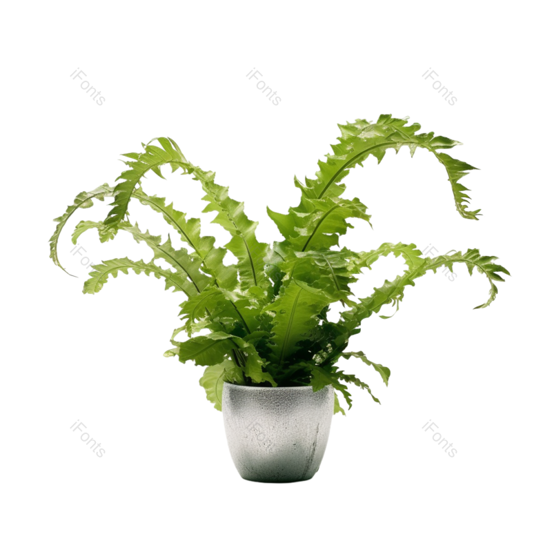 叶子图片,摄影元素,白色背景PNG,花盆免抠素材